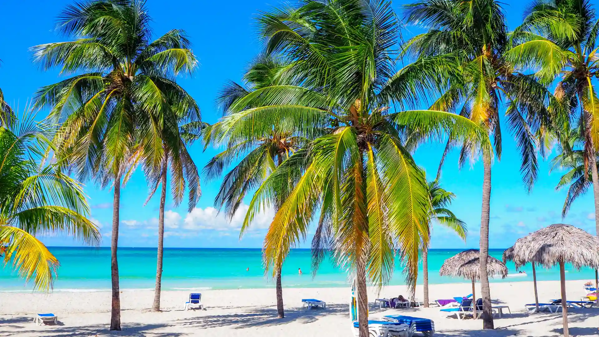 palmeras