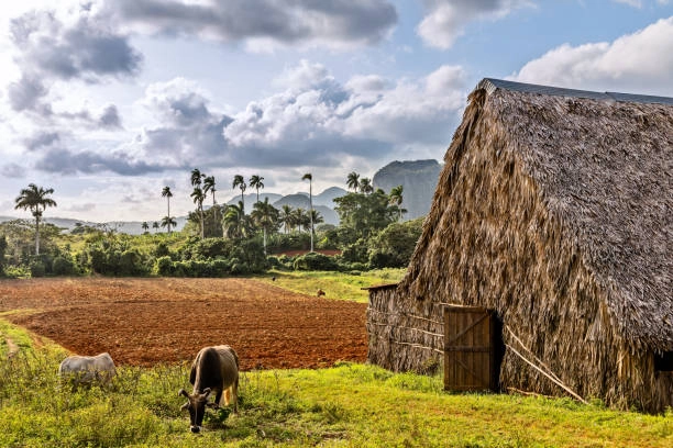 viñales-animales